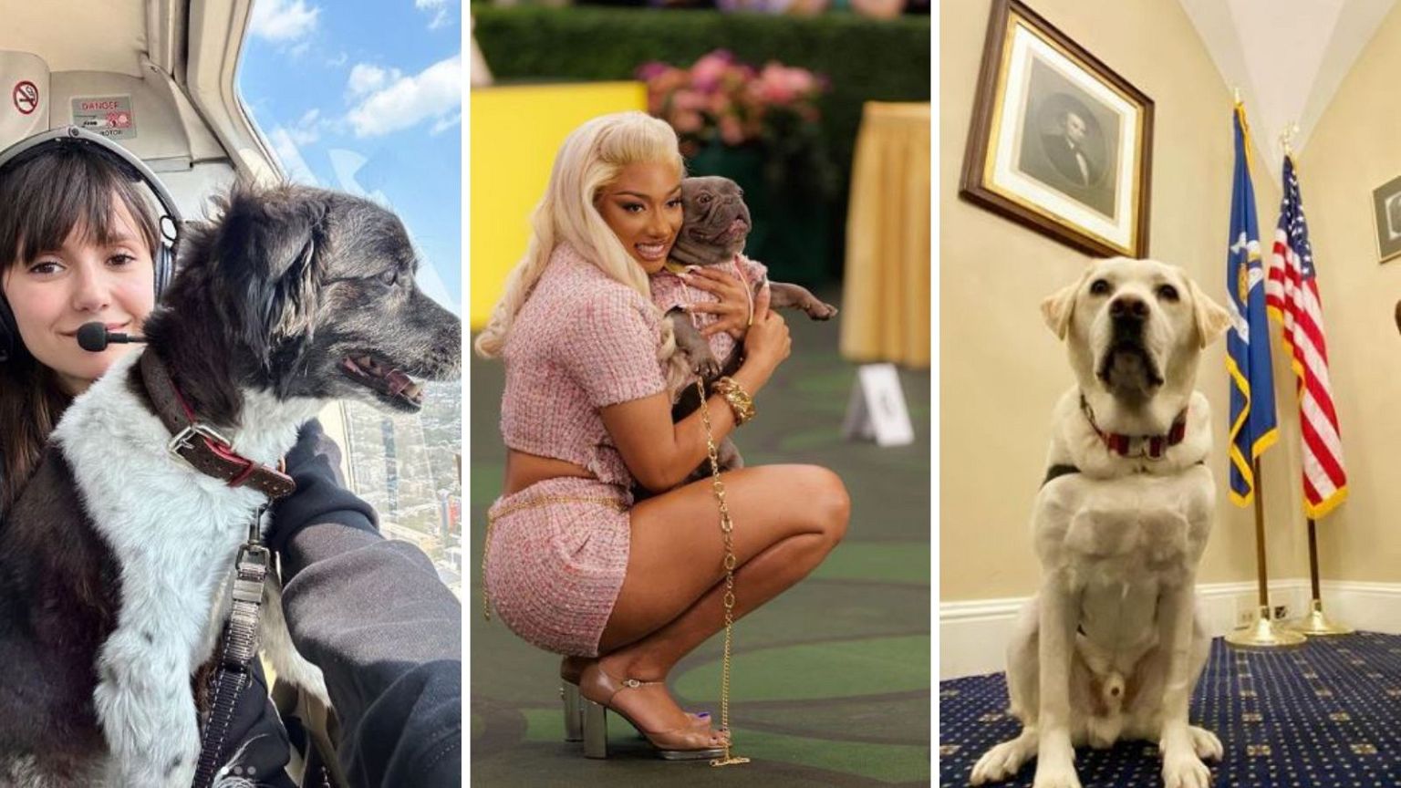 Conoce a las 'Nepo Pets' que ganan más que un británico medio con un solo post en Instagram