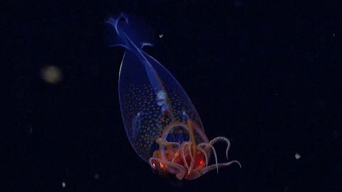 Humans have finally documented the colossal squid in the wild