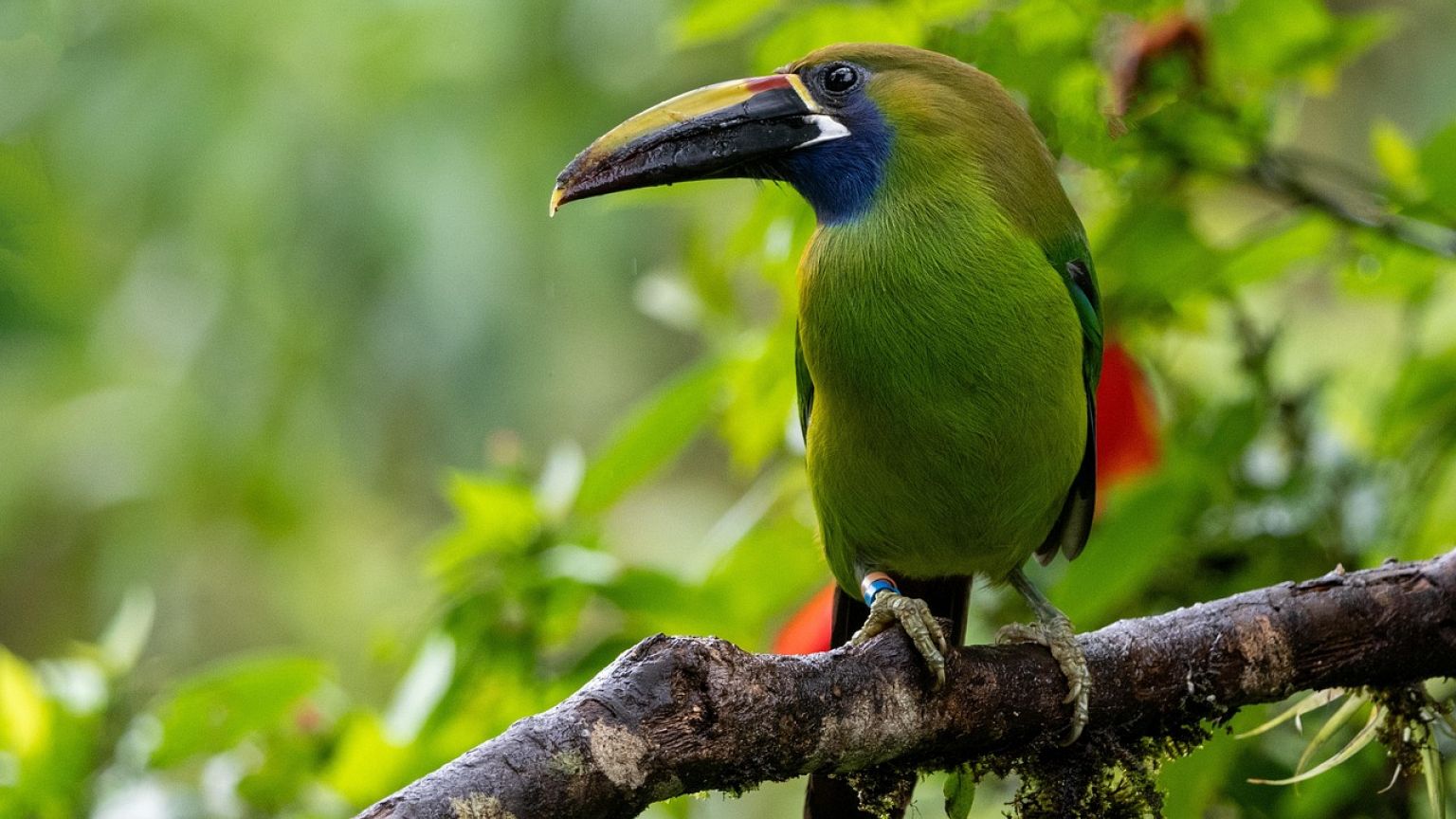 Un tucán, ave muy común en Costa Rica.