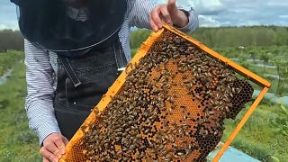 Können Honigbienen und Wildbestäuber koexistieren?