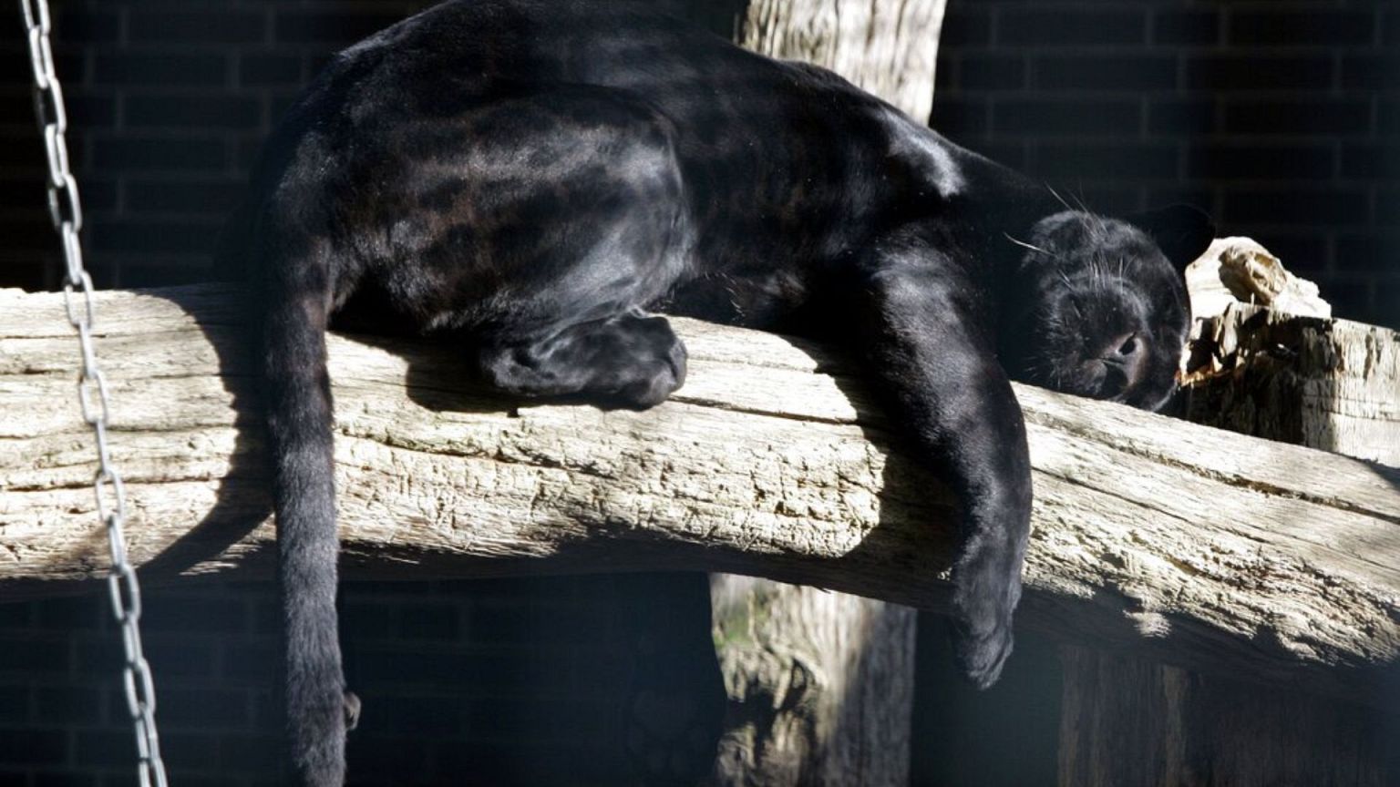 Czarna pantera w berlińskim zoo, 18 października 2007 r. 