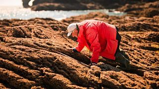 Professor Stephen Hawkins, seen here on the Devon coastline in the UK, has been studying changes to coastal environments for 50 years.